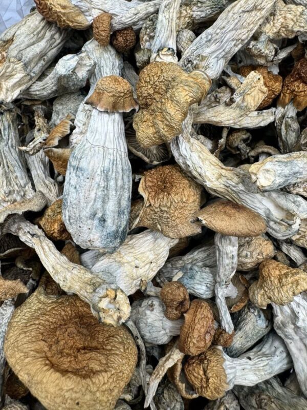 Penis Envy Dried Psilocybin Mushrooms